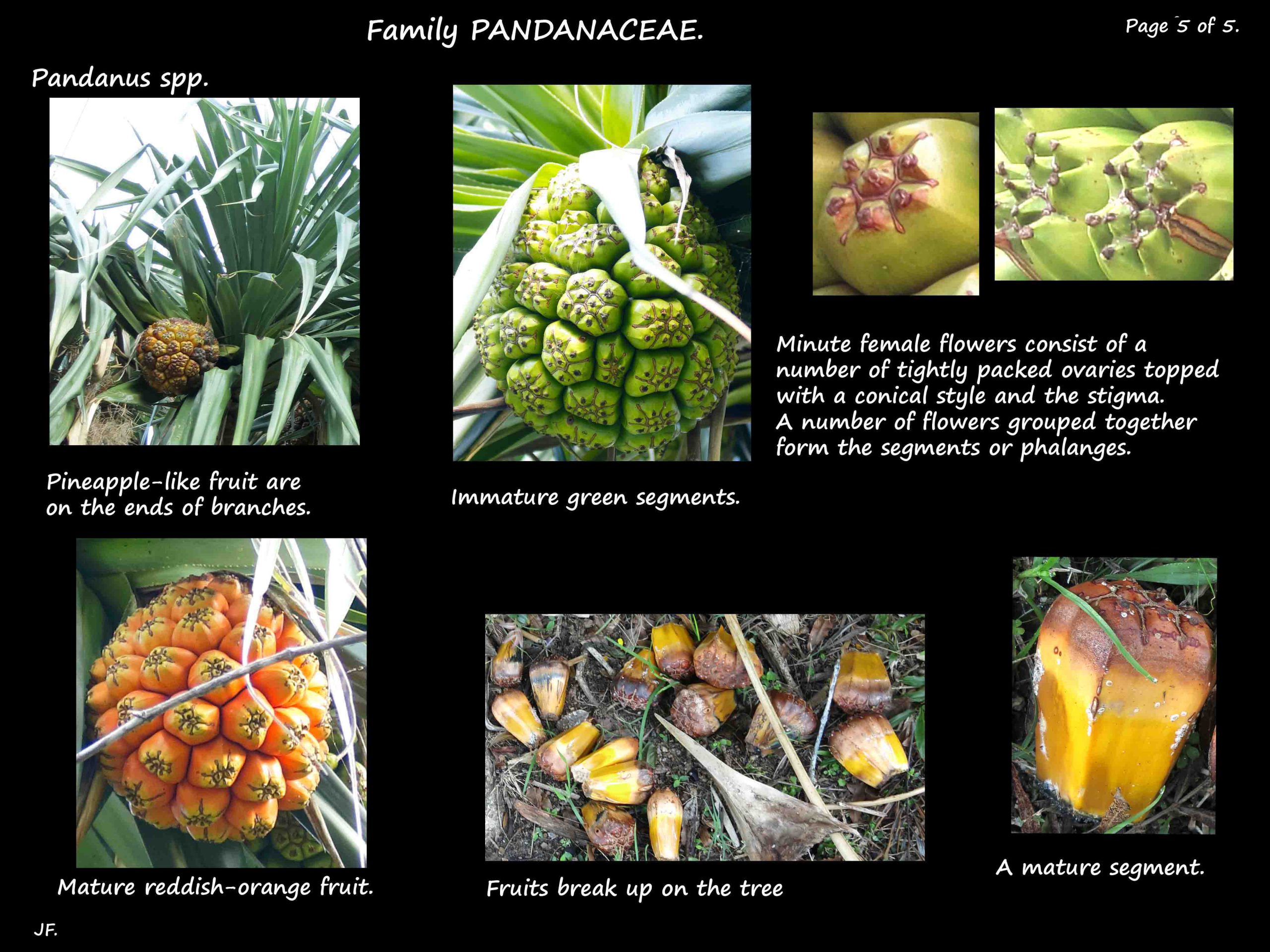 5 Pandanus fruit
